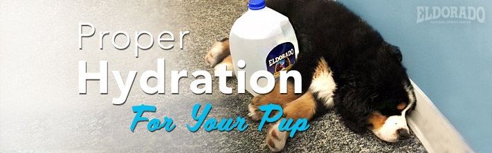 Hydration for dogs