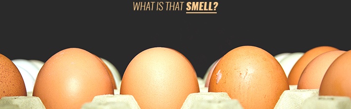 Rotten egg smell in water