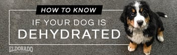 ELDO_DehydratedDog_NE_Blog711x222_1.0