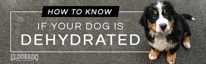 How do you know if your dog is dehydrated