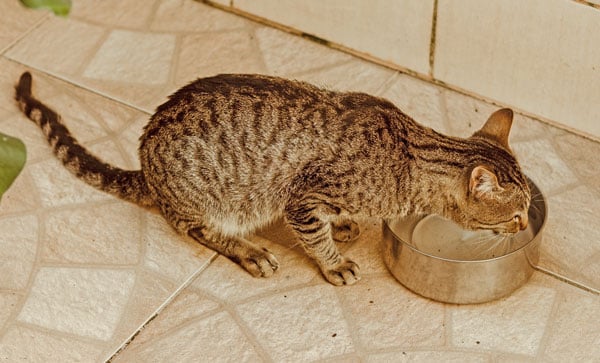 cat-drinking-water