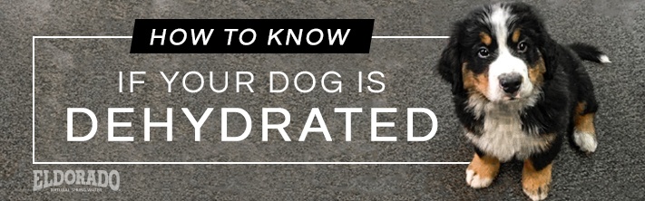 How to Know if Your Dog Is Dehydrated